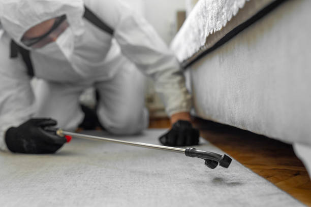 Professional Wasp Control technician working in Bullhead City, AZ